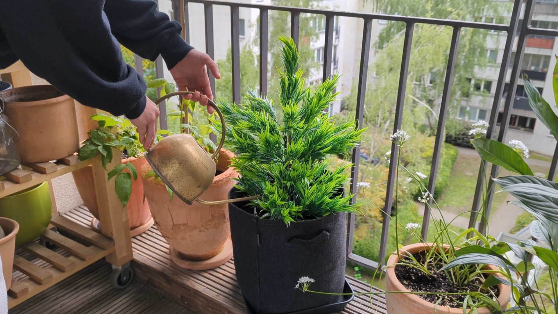 A seedling plant being watered with decholorinated water by a watering can to preserve the live soil it's growing in.