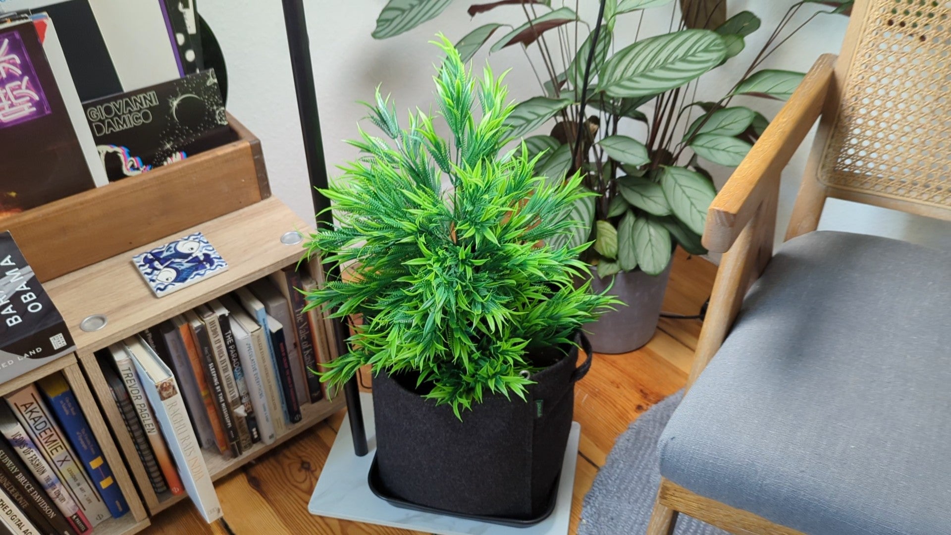 A fabric pot with live soil and a cannabis plant depicting the simple necessities required for growing cannabis at home and indoors.