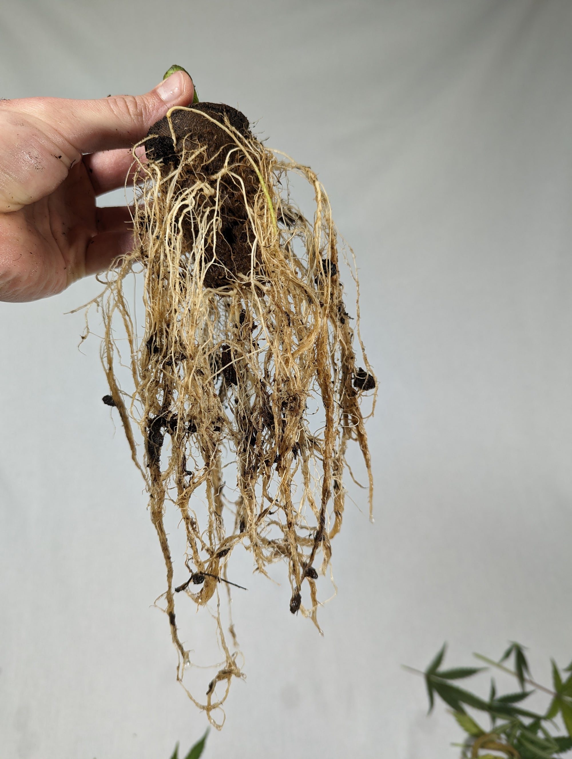 A fabric pot with live soil and a healthy cannabis seedling growing in the middle with companion plants growing all around it.