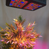 Powerful Red Blue 120W Full Spectrum Grow Light
