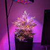 Powerful Red Blue 120W Full Spectrum Grow Light