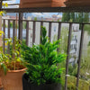 Outdoor Grow Kit