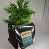 Premium Live Soil Mix (3L)